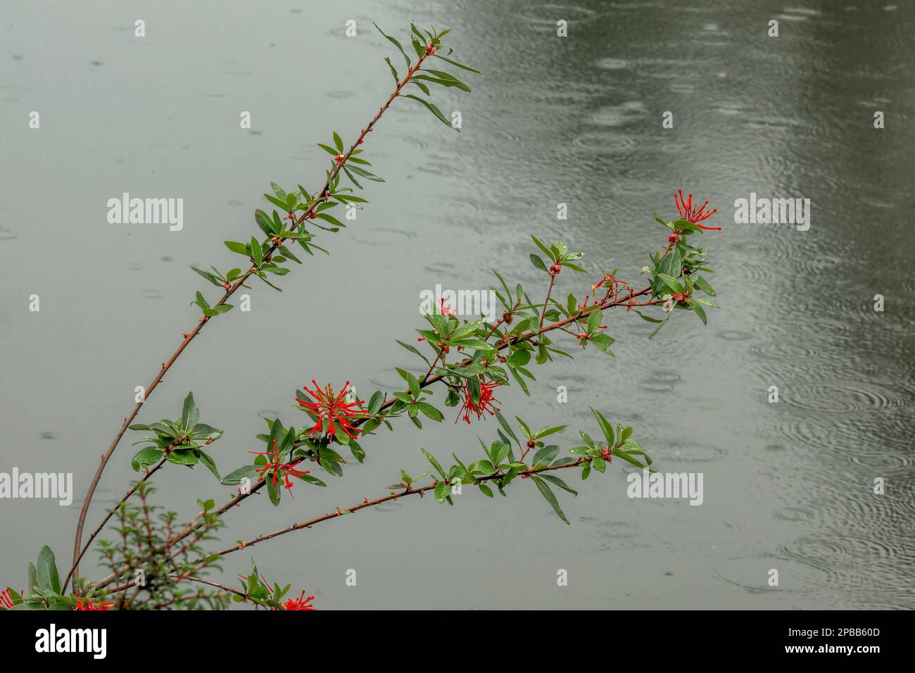 Fuoco cileno cespuglio fiori sotto la pioggia, che sovrasta il Rio Baker, Carretera Austral, Patagonia Foto Stock