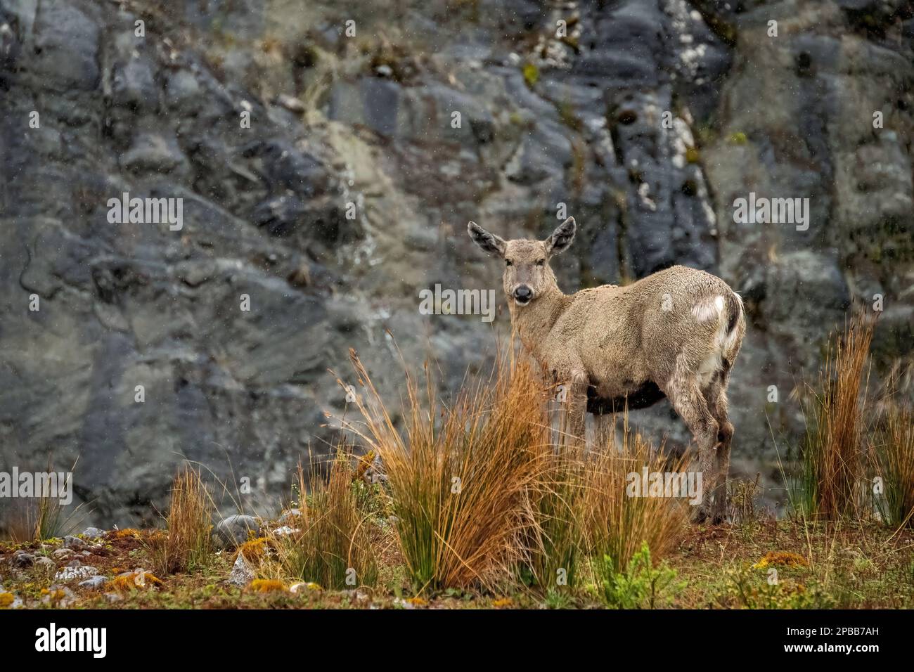 Huemul femminile (Hippocamelus bisulcus) in piedi sotto la pioggia, vicino al ghiacciaio Jorge Montt, Patagonia Foto Stock