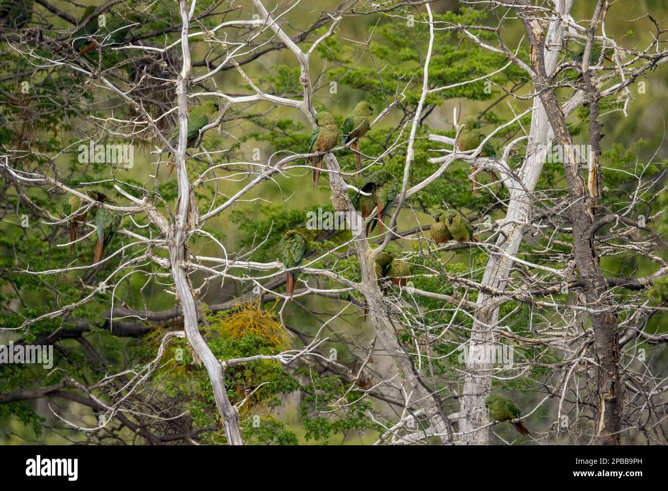 Albero pieno di Parakeets Australi (Parakeet smeraldo, Enicognathus ferrugineus), Valle di Chacabuca, Patagonia Foto Stock
