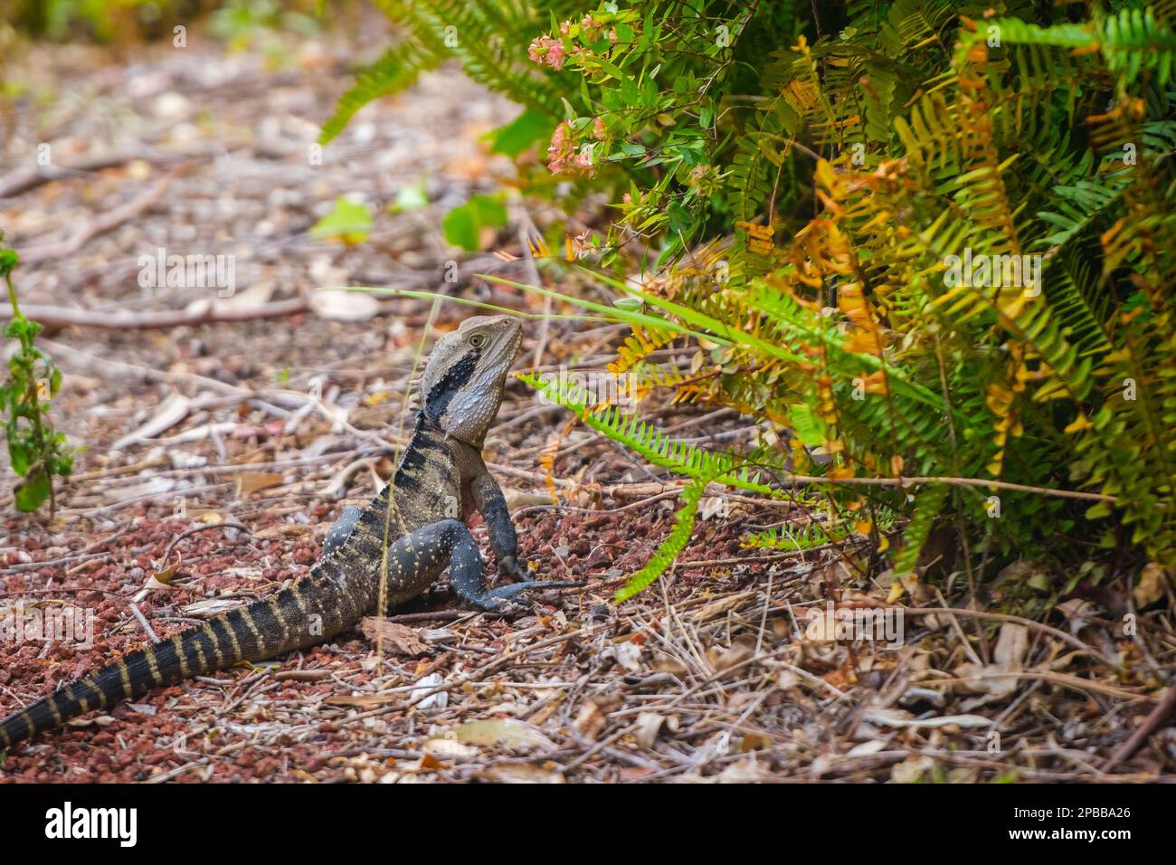 Ritratto del drago d'acqua australiano (Intellagama lesueurii) nel suo habitat naturale. Foto Stock