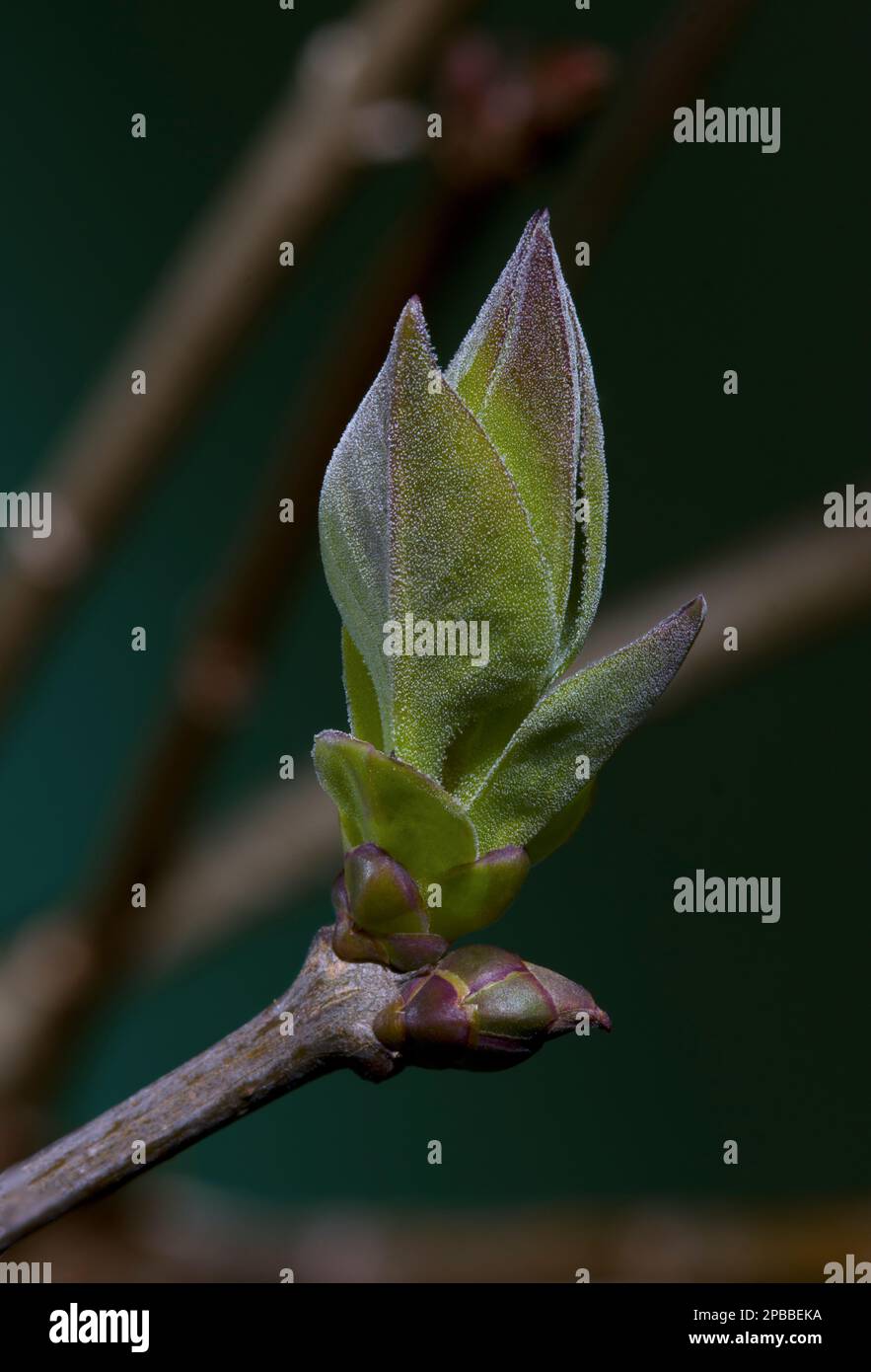 Lilla Tree Syringa Bud e New Shoot Foto Stock