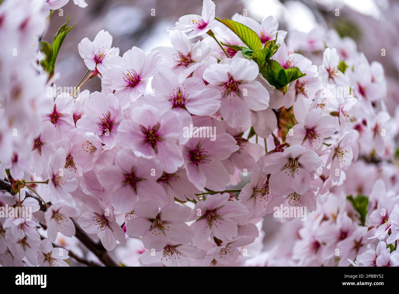 Una meraviglia fiorente: Gli alberi Sakura in piena fioritura. Sakura, conosciuto anche come alberi di ciliegio. Foto Stock