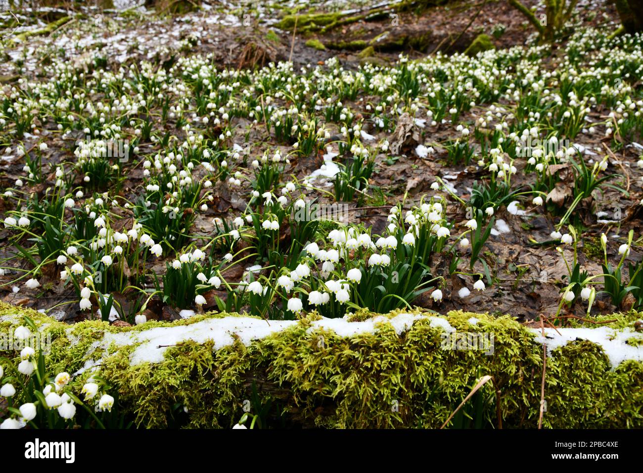 fiocchi di neve in fiore su un pavimento di foresta umido Foto Stock