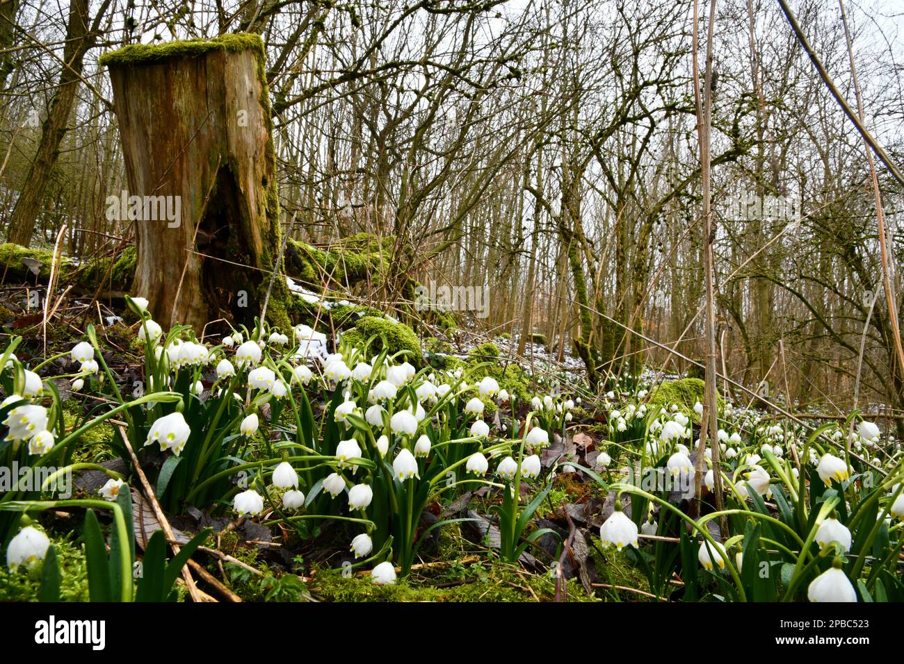 fiocchi di neve in fiore su un pavimento di foresta umido Foto Stock