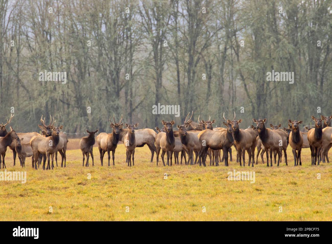 Roosevelt Elk, William Finley National Wildlife Refuge, Oregon Foto Stock