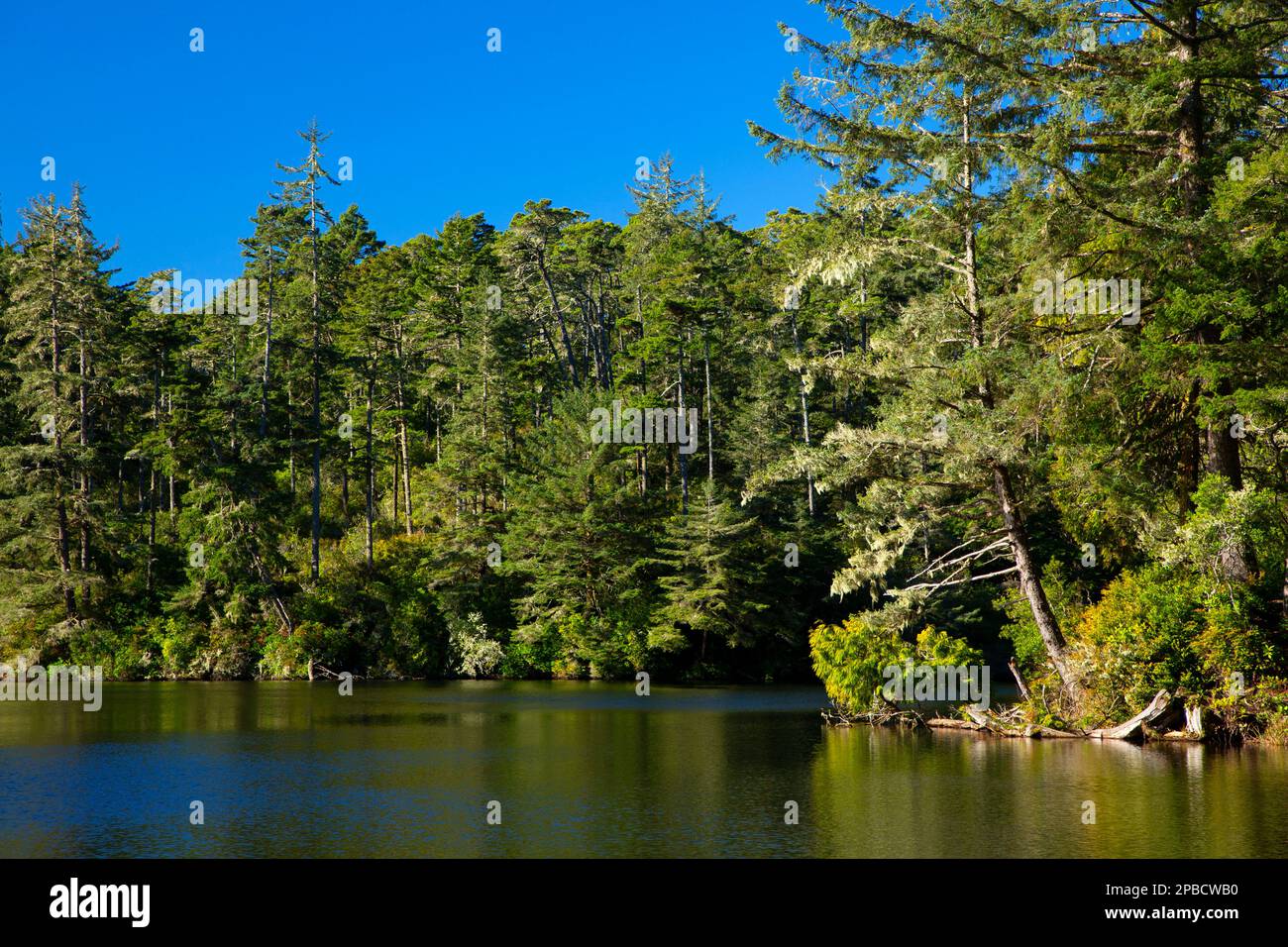 Lago Marie, Umpqua River Lighthouse state Park, Oregon Foto Stock