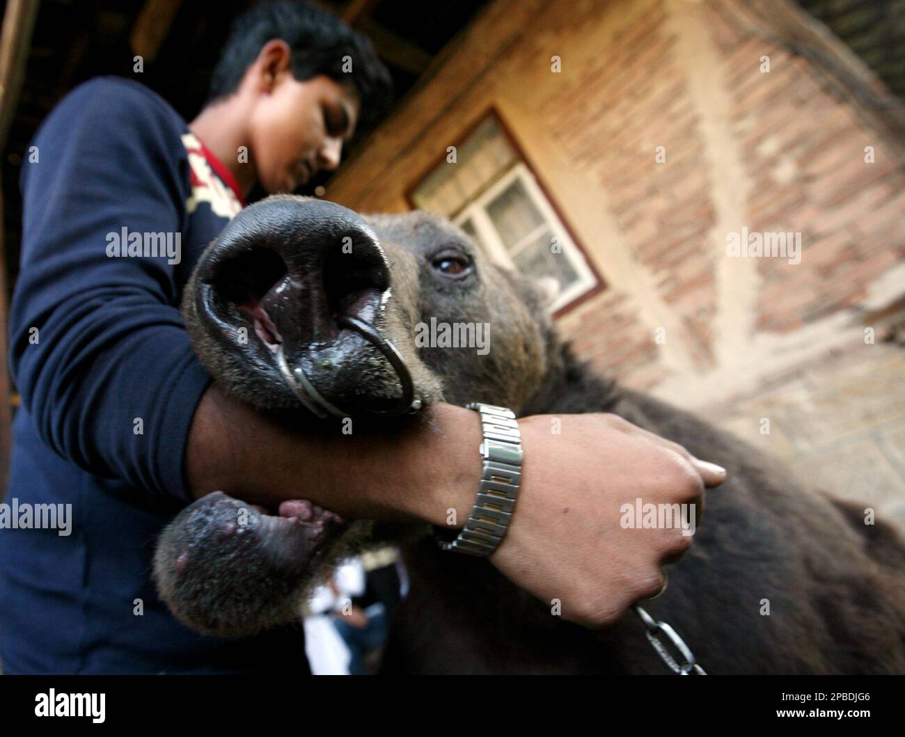 A member of Bulgaria's Stanev gypsy family plays with the family owned 19-year-old male bear called Misho in their home yard in the village of Getsovo some 400 kms (250 miles) east of the Bulgarian capital Sofia, Friday, June, 15, 2007. The last three of Bulgaria's famed dancing bears have now stepped down from the floor. Animal rights activists bought on Friday the animals their freedom by giving small grants to the people in the eastern village of Getsovo who exploited them. "The three bears dubbed Misho, Svetla and Mima will not dance on hot surfaces anymore. (AP Photo/Petar Petrov) Foto Stock