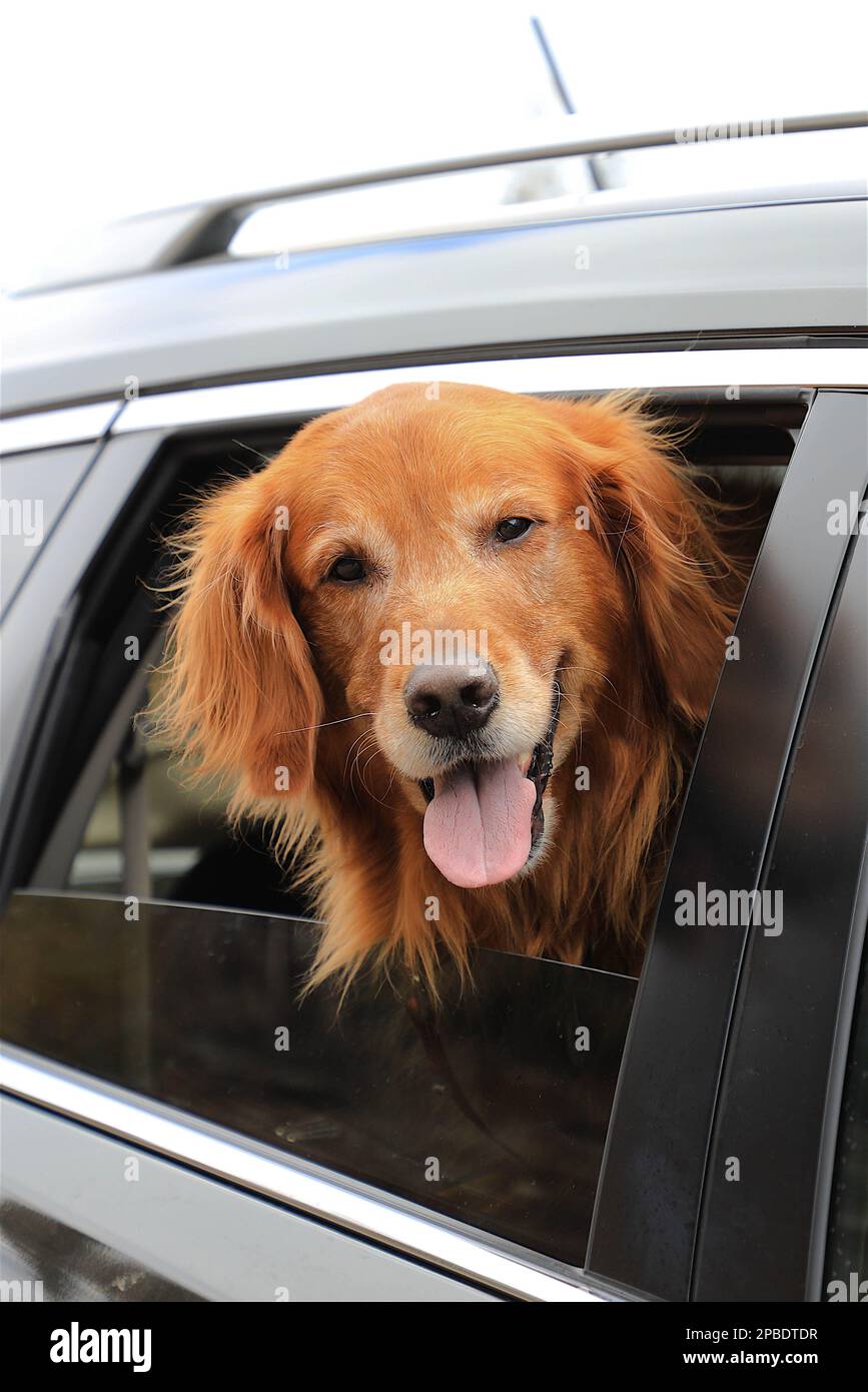 Il cane Golden Retriever guarda fuori dal finestrino dell'auto durante la guida e sorride con il naso nel vento Foto Stock