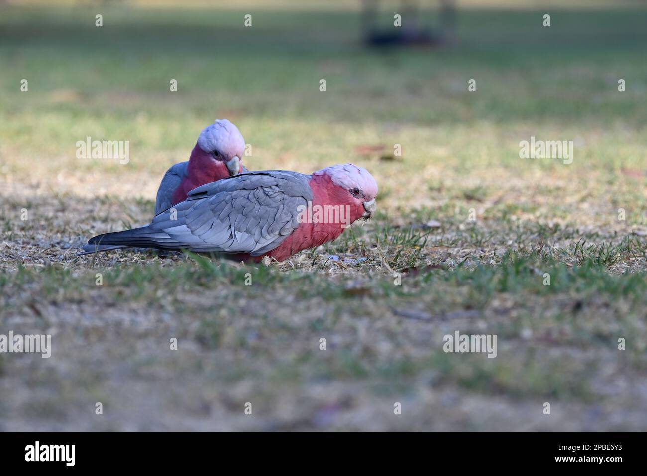 Due galà in piedi sull'erba tagliata, con la parte anteriore che mangia qualcosa Foto Stock