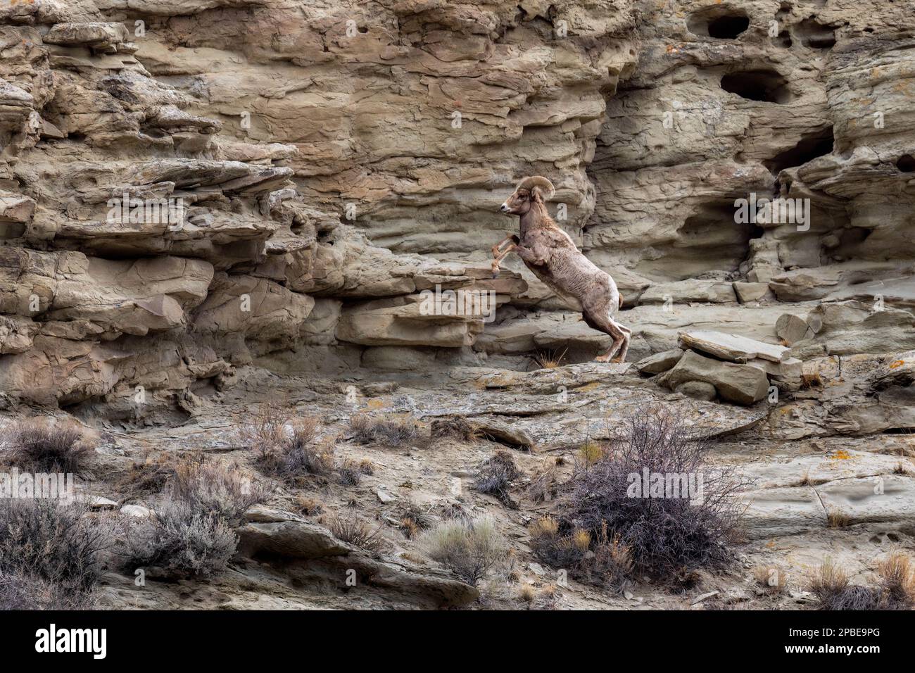 Una grande pecora di corno salta su una scogliera rocciosa al mattino nel parco nazionale di Yellowstone in Montana Foto Stock
