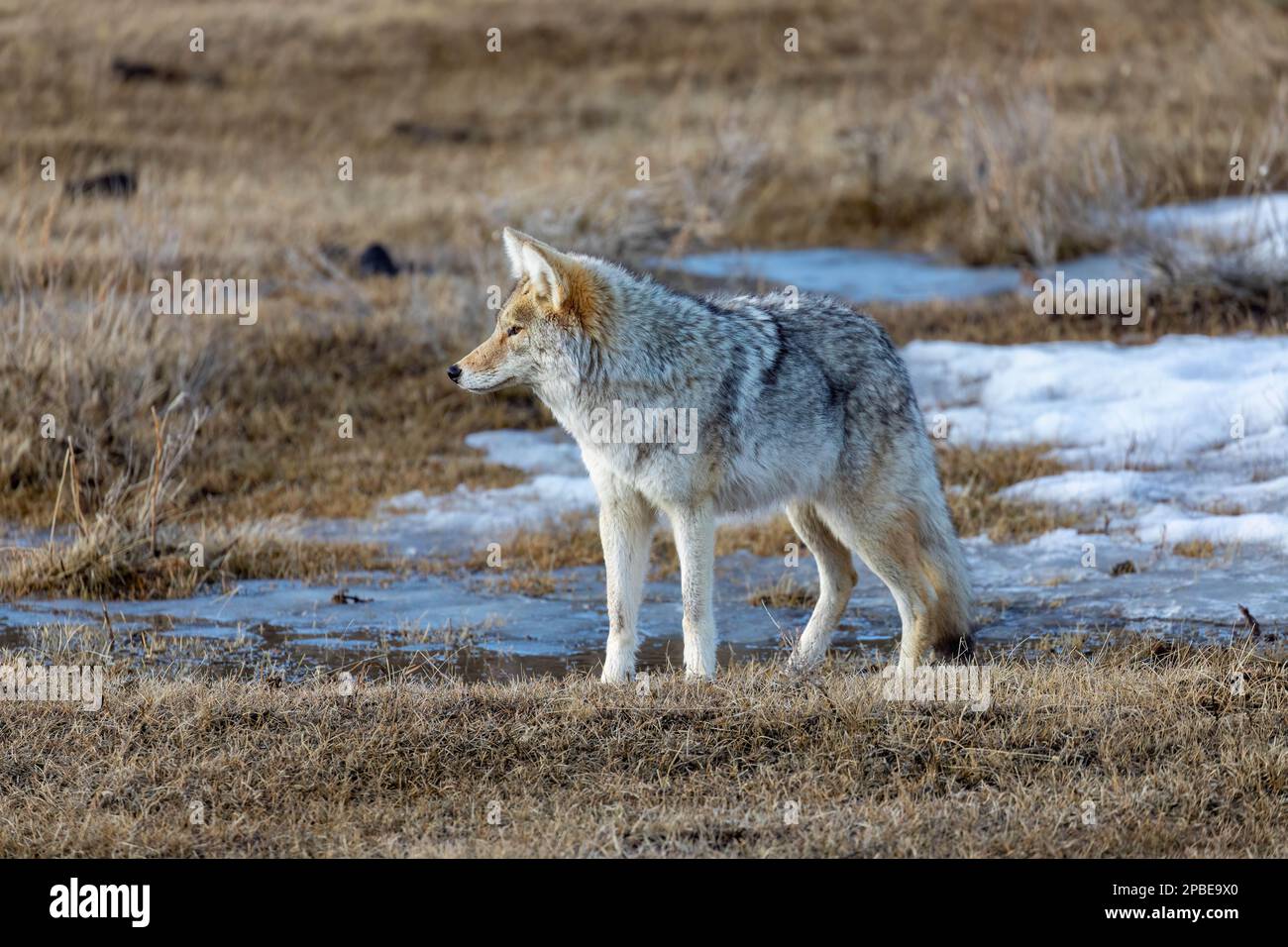 Coyote nella valle di Lamar del parco nazionale di Yellowstone alla ricerca di preda al tramonto Foto Stock