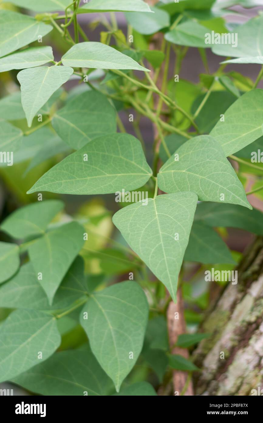 primo piano della vivace pianta di fagiolini verdi, ovvero fagioli francesi, fagioli di canna o di canne, vite vegetale popolare in rapida crescita in modo selettivo Foto Stock