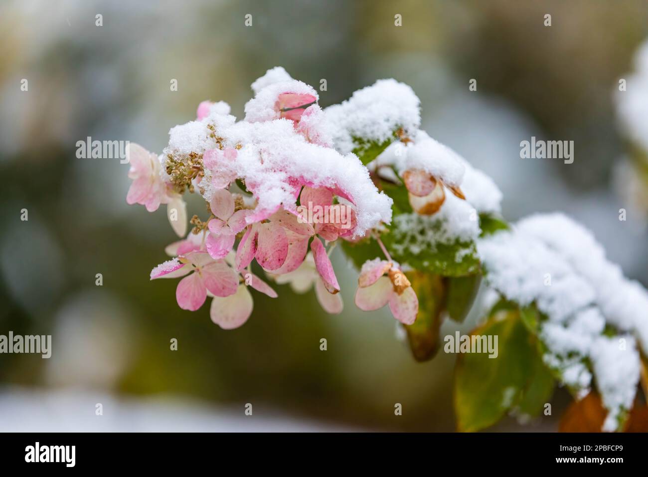 Un'idrangea autunnale fiorita è coperta da una neve d'inverno Foto Stock
