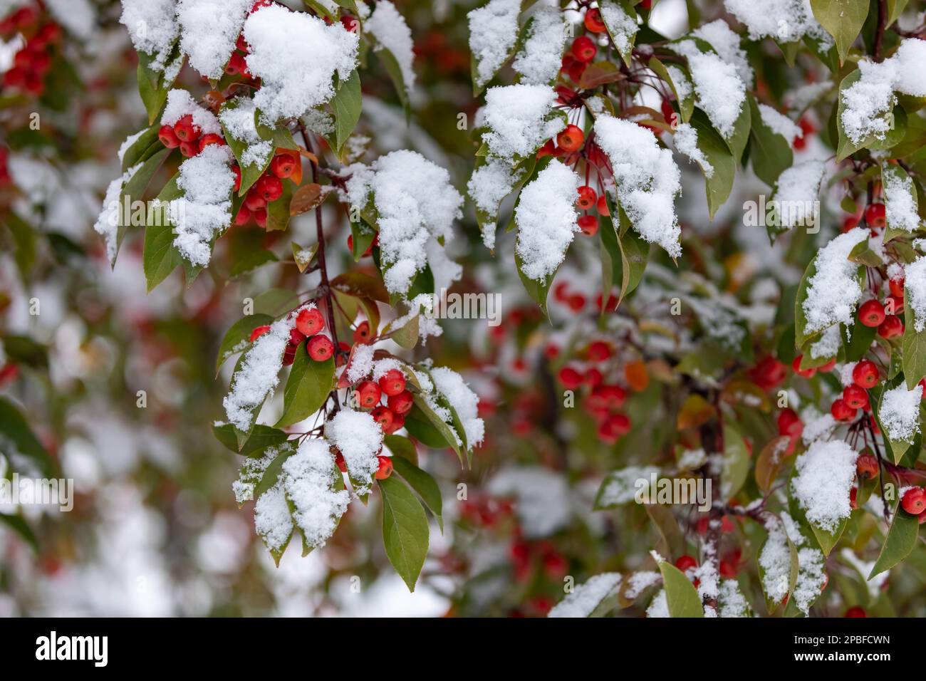 Mele granchio nella tempesta di neve all'inizio dell'autunno che mostra i colori luminosi di Natale Foto Stock