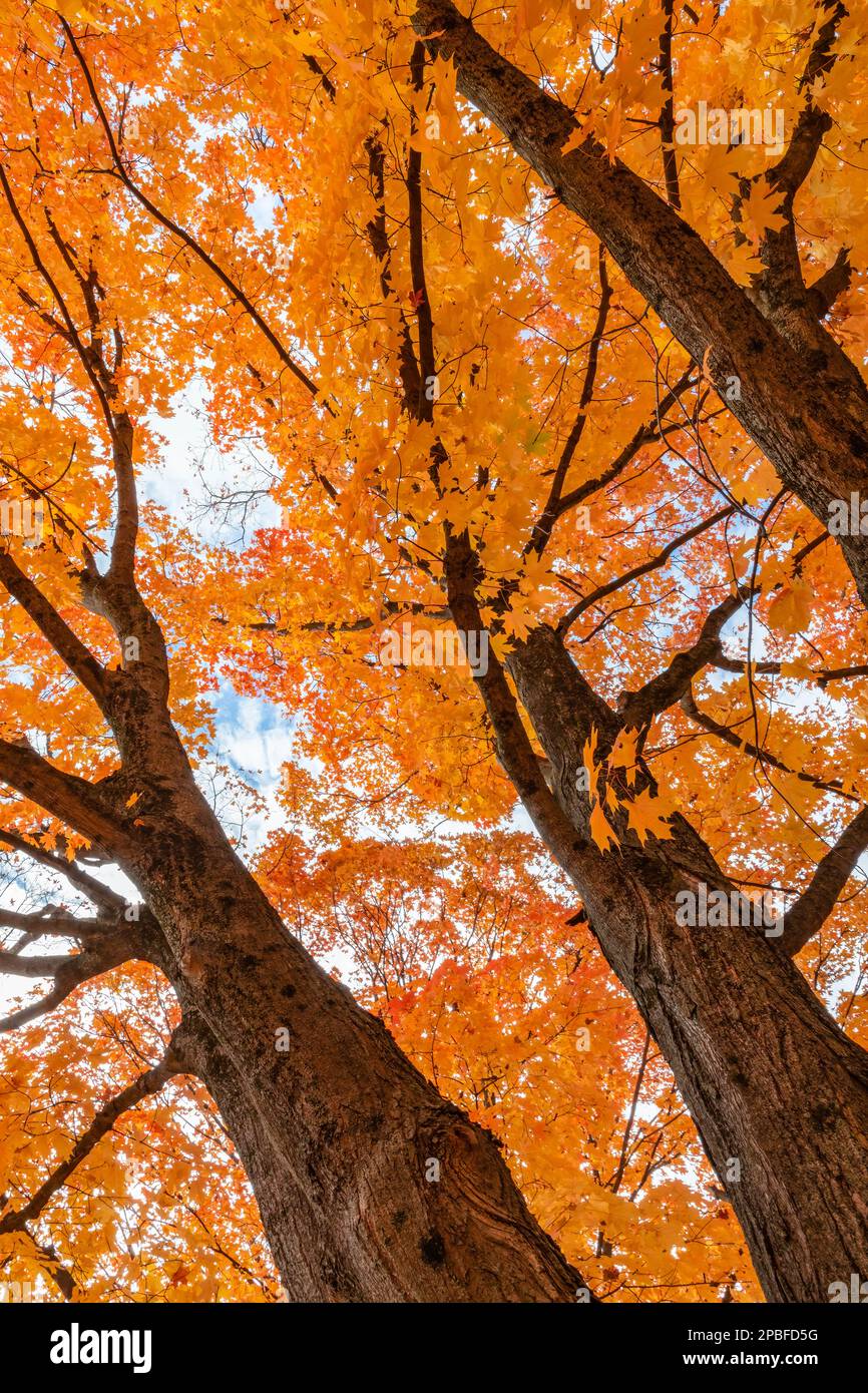 Gli aceri colorati emergono sul paesaggio autunnale mentre il tempo autunnale diventa più fresco durante il cambio di stagione Foto Stock