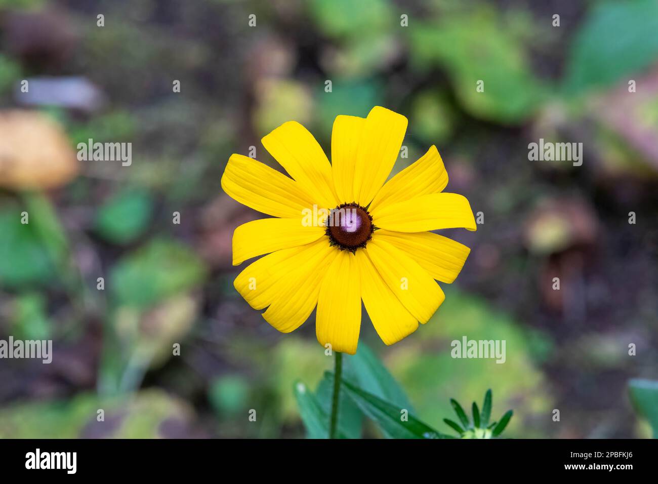 Colorato Wildflower al confine canadese nella foresta del Minnesota settentrionale Foto Stock