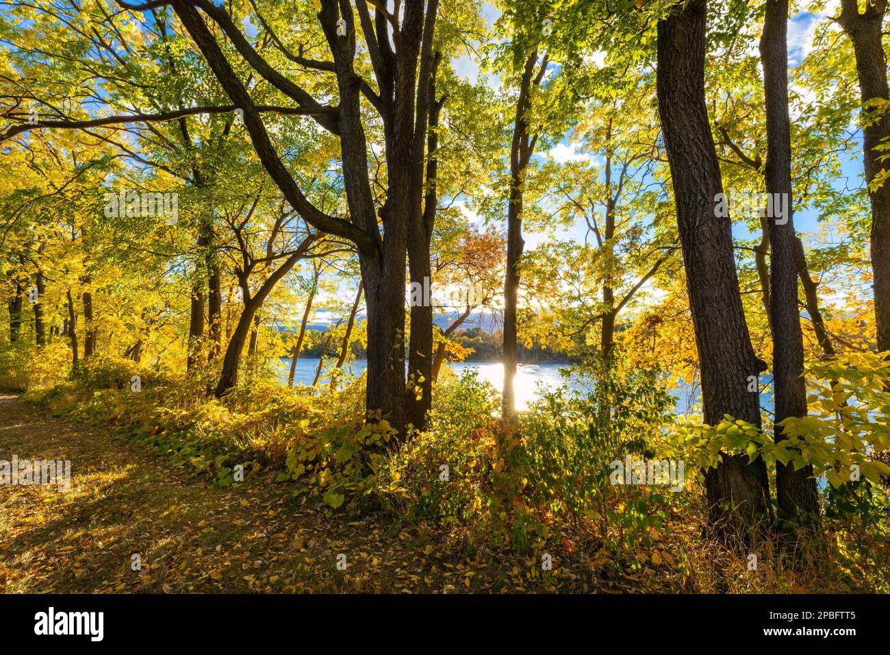I colori autunnali sono vivaci lungo il fiume Mississippi, vicino a Fridley, Minnesota Foto Stock