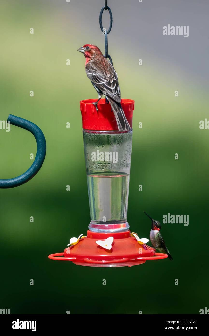 House Finch arroccato su Hummingbird Feeder con Red Throated Hummingbird watching Foto Stock