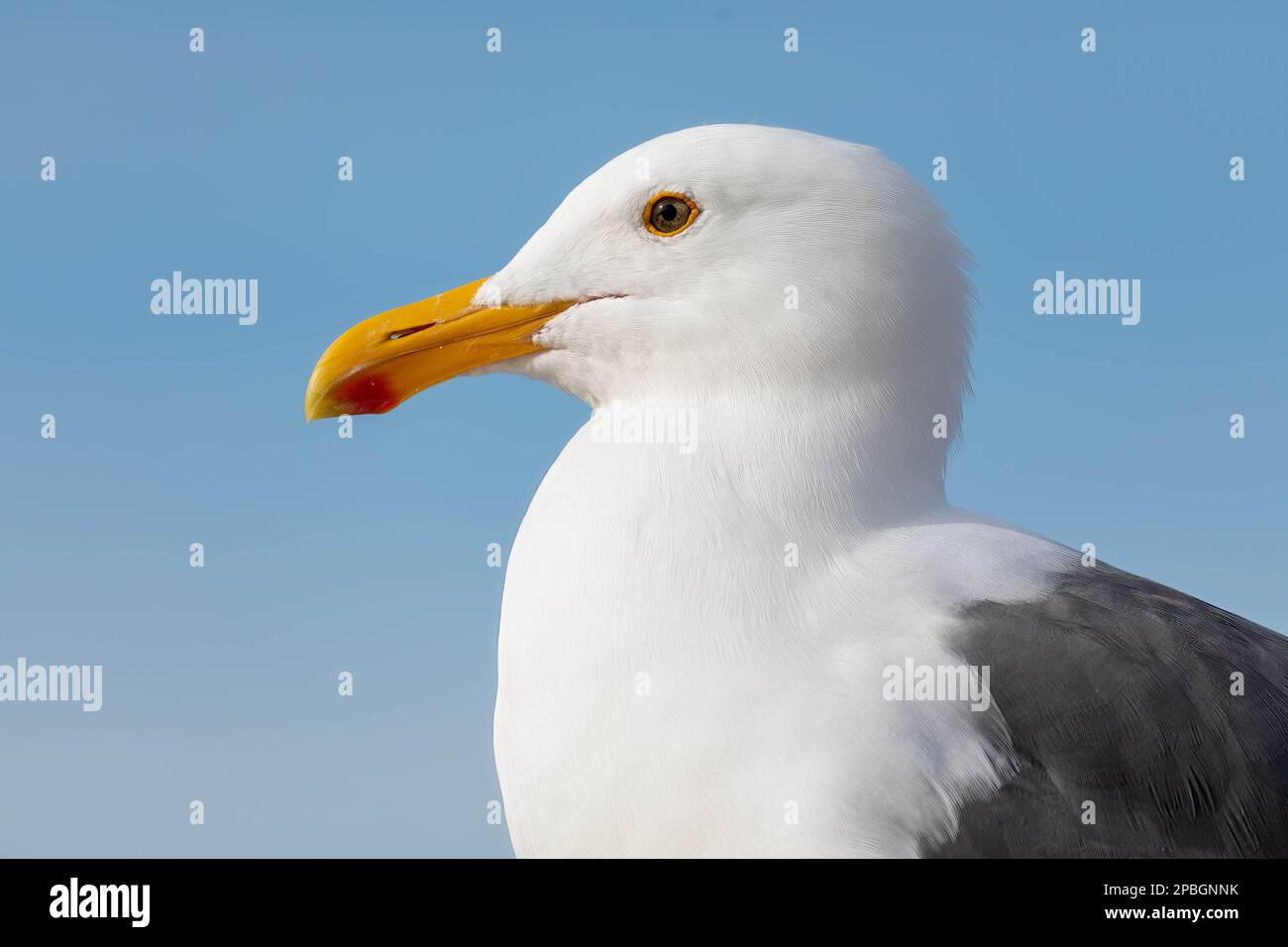 Un gabbiano californiano si affaccia sulla spiaggia di la Jolla, California, come una calda brezza dal mare pennellata dolcemente a terra Foto Stock