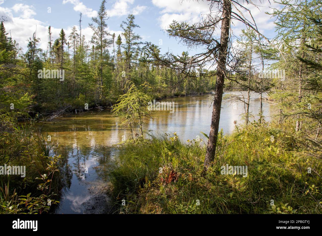 Una torbiera remota al Bemidji state Park nel nord del Minnesota ospita un'ampia varietà di animali selvatici, come mostrato in estate al tramonto durante la Golden hou Foto Stock