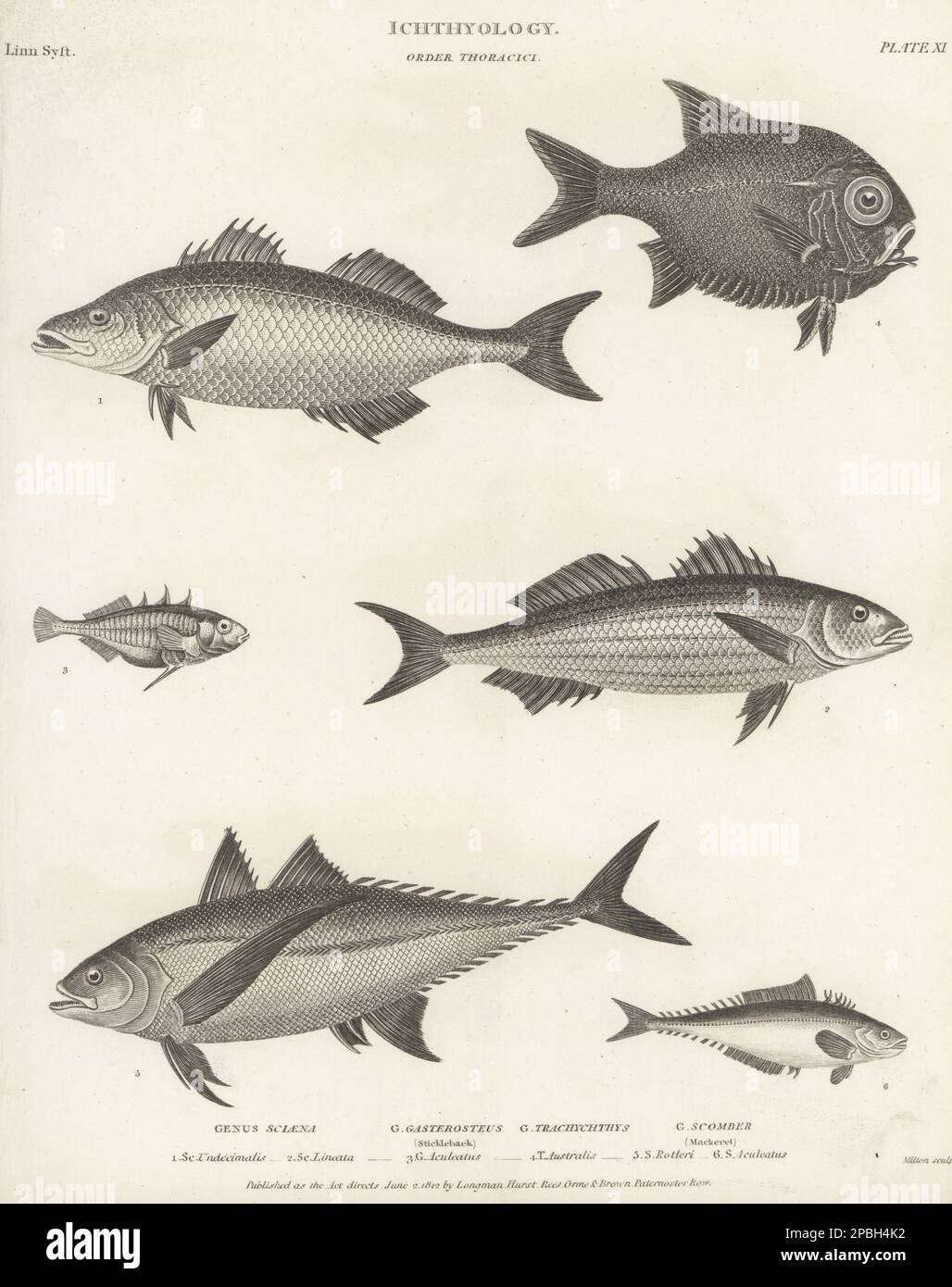 Common snook, Centropomus undecimalis 1, basso striato, Morone ...