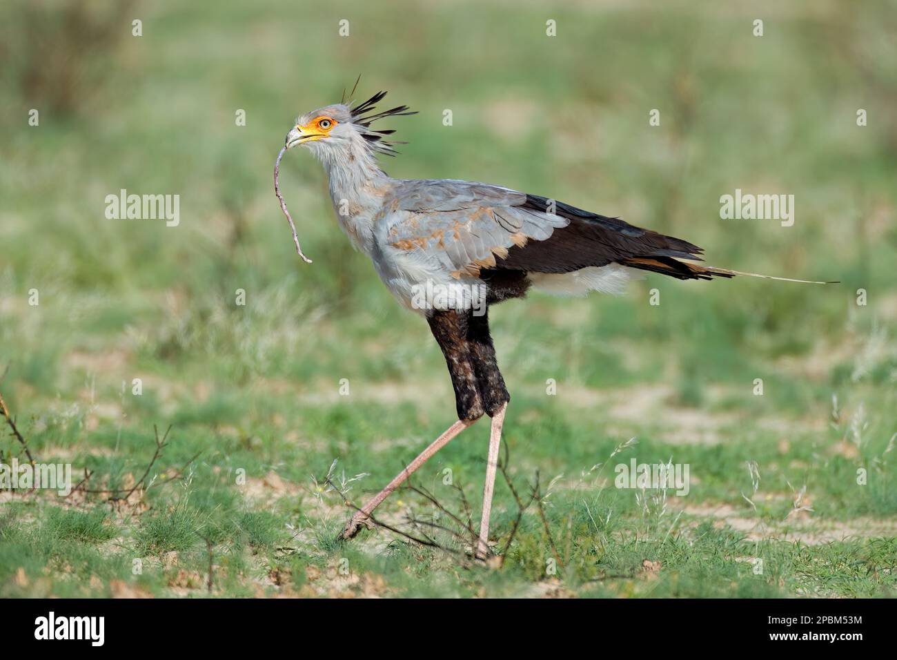 Un uccello di segretaria (Sagittario serpentario) che caccia in habitat naturale, Sudafrica Foto Stock