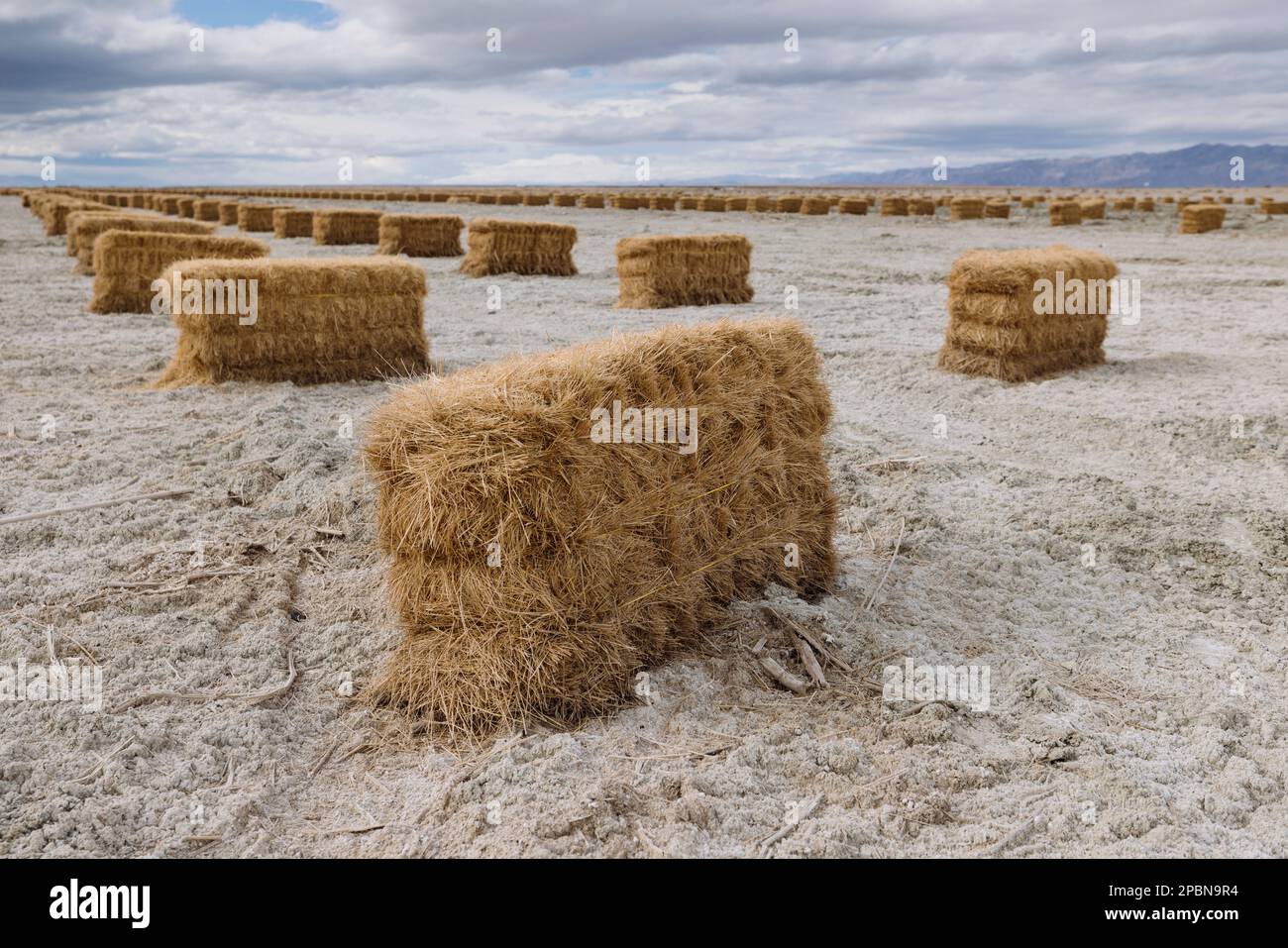 Il mare di Salton è diventato uno dei problemi ambientali più inquietanti dell'Occidente americano. Il lago si sta restringendo a causa del cambiamento climatico, della persistente siccità e della diminuzione degli afflussi di deflusso agricolo alimentati dal fiume Colorado. Il litorale che si sta recedendo sta esponendo non soltanto i piatti salati del fango ma anche le sostanze chimiche pericolose, compreso l'arsenico, il selenio, il cromo ed il DDT. Il Salton Sea Management Program insieme agli Stati Uniti Bureau of Reclamation hanno istituito quasi 1.700 ettari di nativi 'valorizzazione della Vergazione' intorno al mare di Salton per combattere il problema. Foto Stock