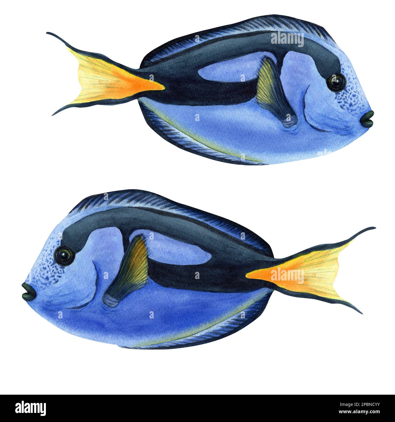 Tang blu, pesci della barriera corallina. Illustrazione acquerello isolata su sfondo bianco Foto Stock