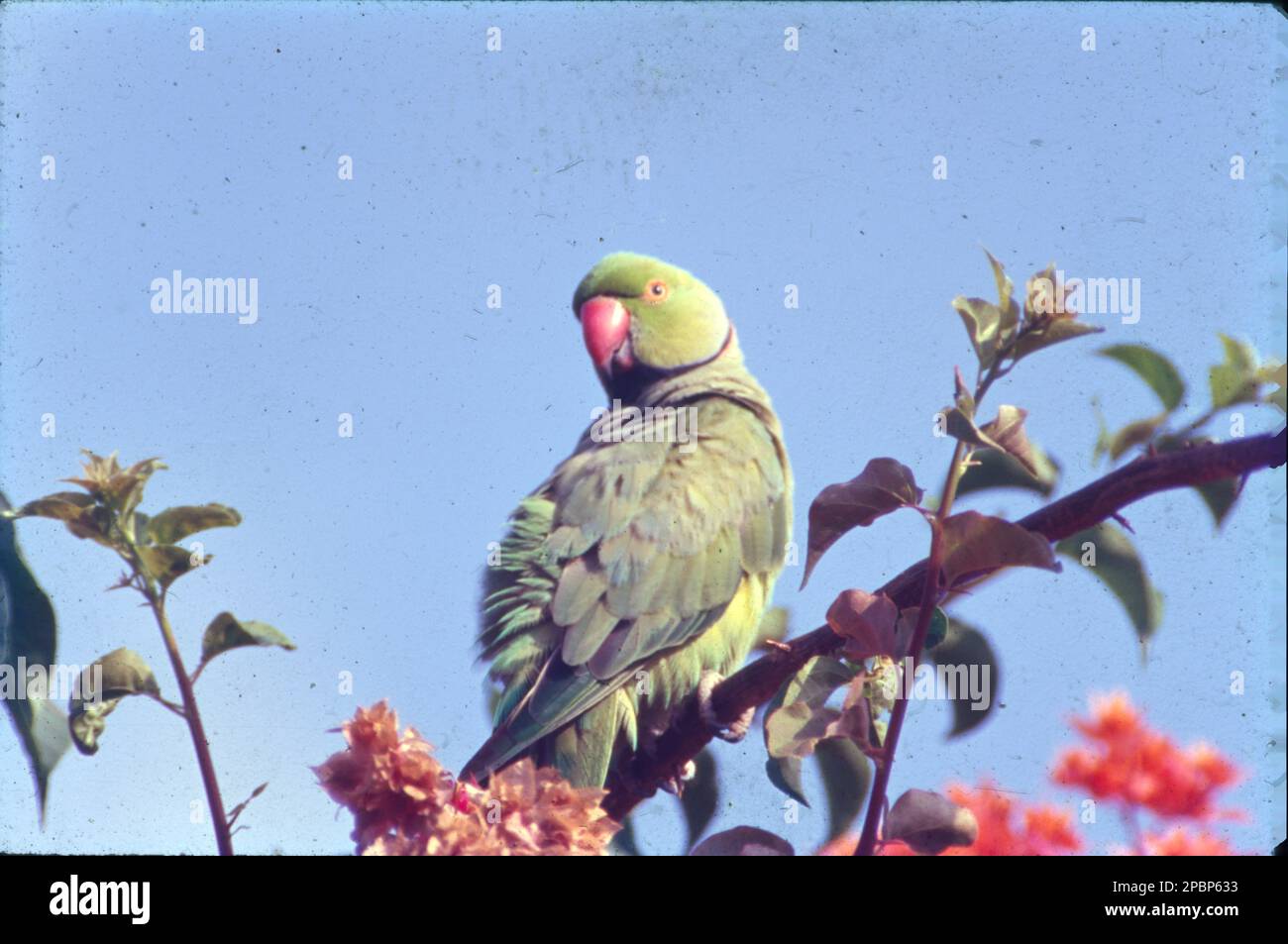 Il pappagallo con rosoni (Psittacula krameri), detto anche pappagallo con collo ad anello, è un pappagallo di media taglia appartenente alla famiglia Psittacula. Vivace parakeet verde, spesso presente in boschi, parchi e giardini, dove si nutre principalmente di alberi. Nidi nelle cavità, compresi i fori negli edifici. Facilmente trascurato se tranquillo, come il verde brillante piumaggio si fonde facilmente con il fogliame. Foto Stock