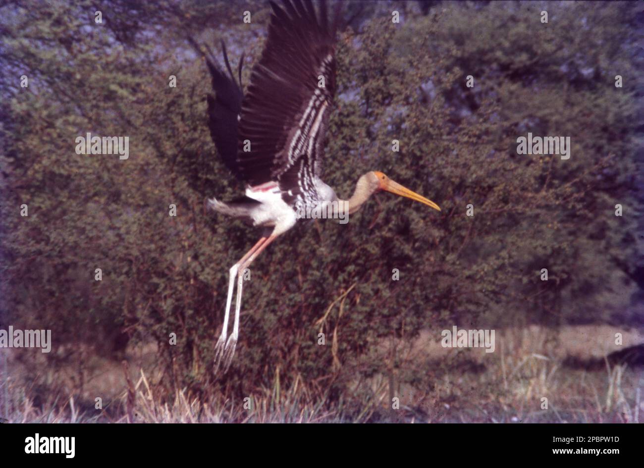 La cicogna dipinta (Mycteria leucocephala) è un grande wader della famiglia delle cicogne. Si trova nelle zone umide delle pianure dell'Asia tropicale a sud dell'Himalaya nel subcontinente indiano e si estende nell'Asia sudorientale. Le loro caratteristiche piume terziali rosa degli adulti danno loro il loro nome. Nidificano colonicamente negli alberi, spesso insieme ad altri uccelli acquatici. Non sono migratori e fanno solo brevi spostamenti a distanza in alcune parti della loro gamma in risposta ai cambiamenti climatici o alla disponibilità di cibo o per l'allevamento. Foto Stock