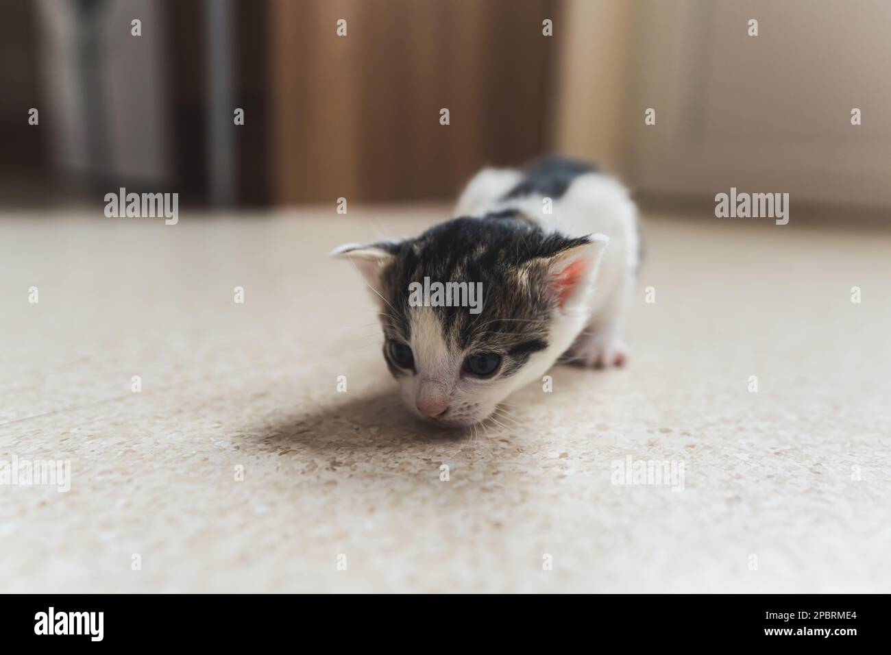 Piccolo gattino neonato che striscio sul pavimento . Foto di alta qualità Foto Stock