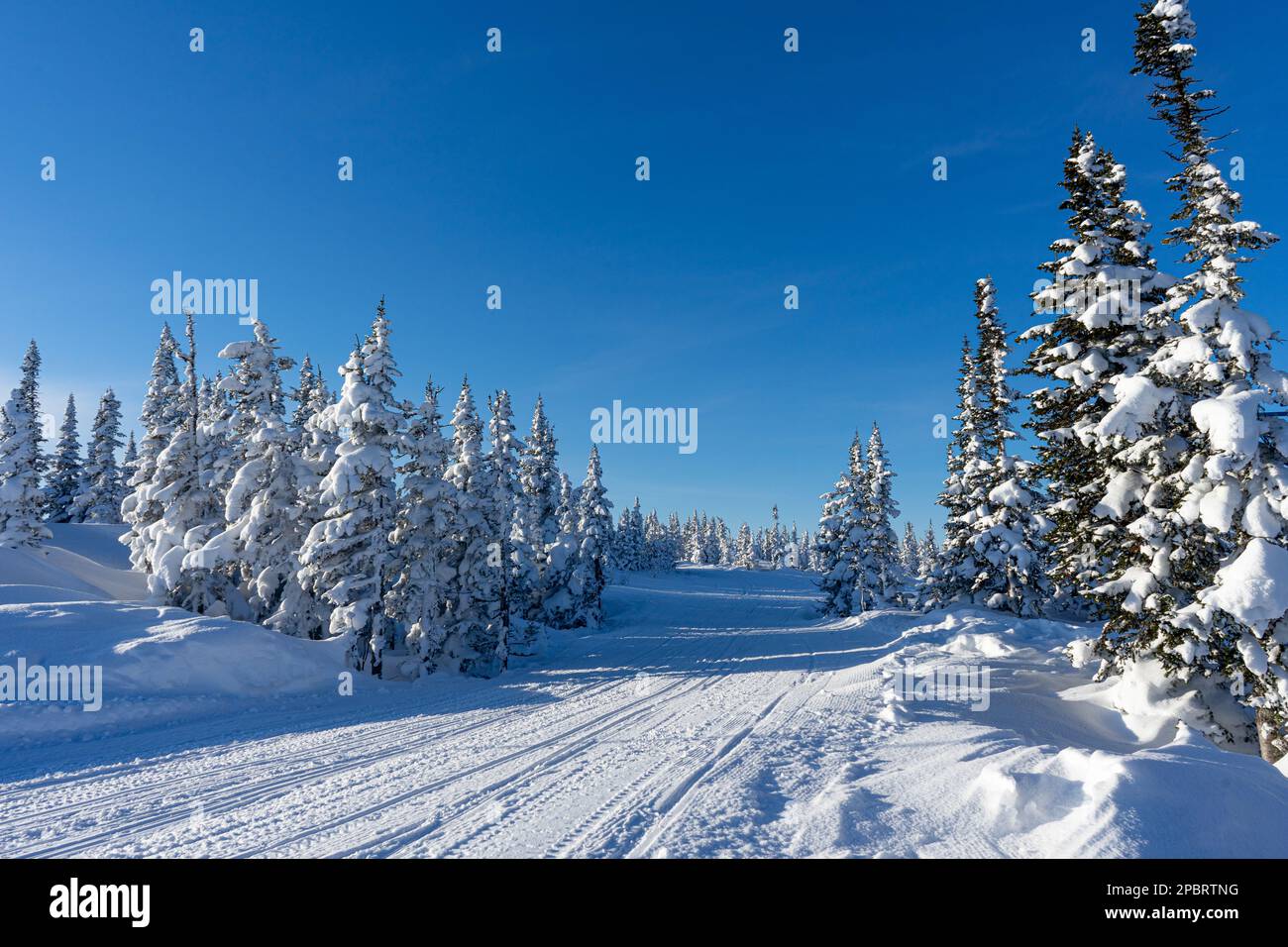 Strada per motoslitte in una foresta di abeti innevati e cielo blu in una stazione sciistica in inverno Foto Stock