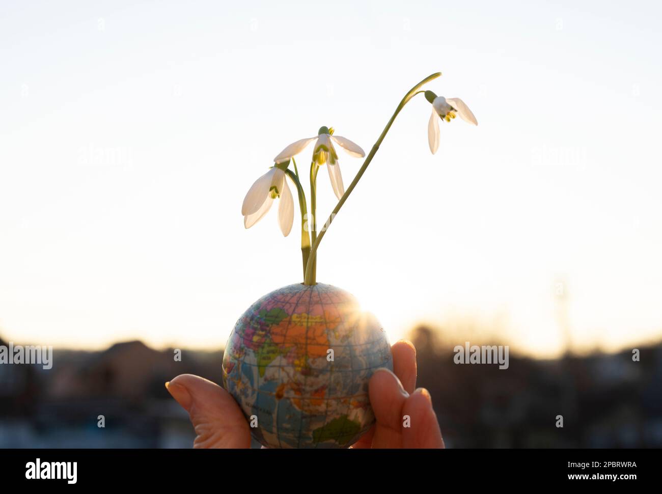 terra in miniatura, una palla a forma di globo, da cui crescono piccoli fiori di nevi. Concetto di Giornata della Terra, Ecologia ecologica, riconoscimento ambientale Foto Stock