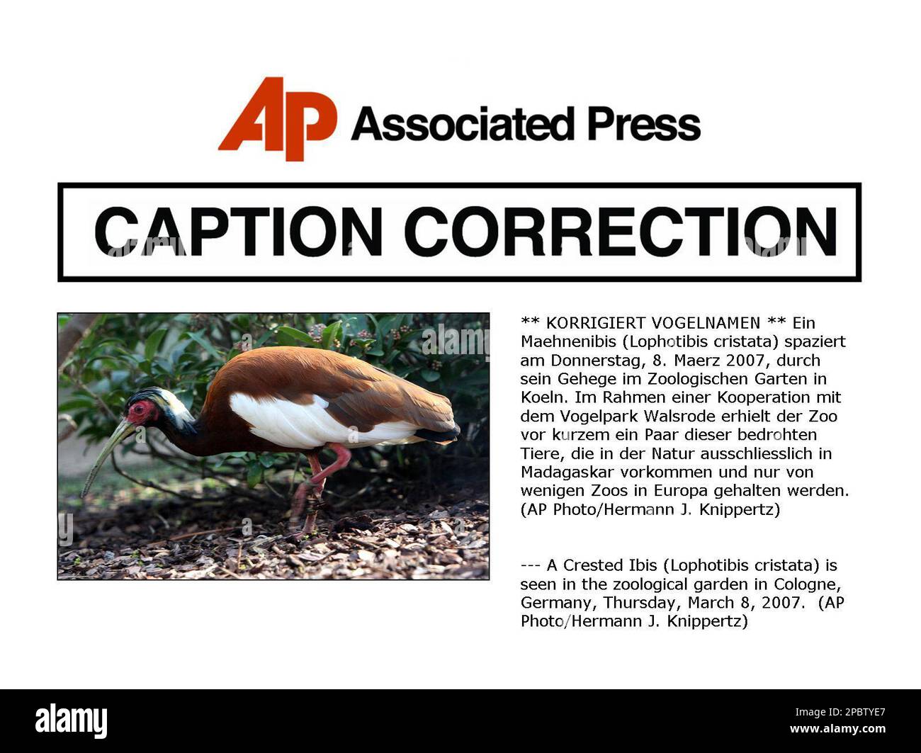 Ein Maehnenibis (Lophotibis cristata) spaziert am Donnerstag, 8. Maerz