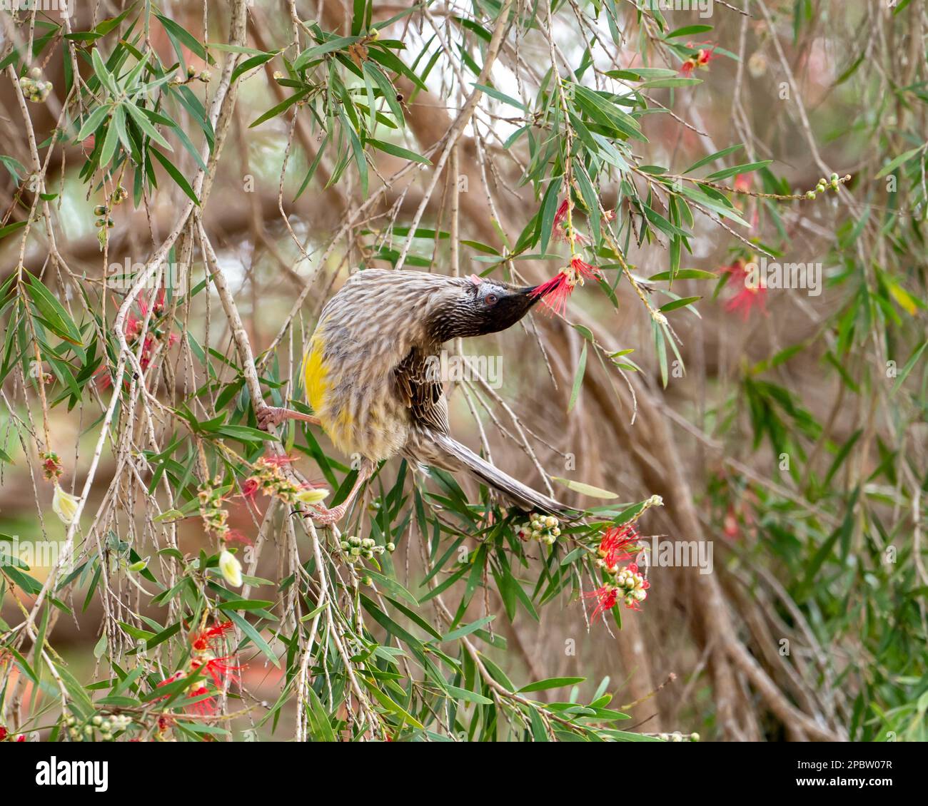 Un wattlebird rosso australiano (Anthochaera carunculata) che mangia su un fiore di callistemon rosso (pennello da fondo) Foto Stock