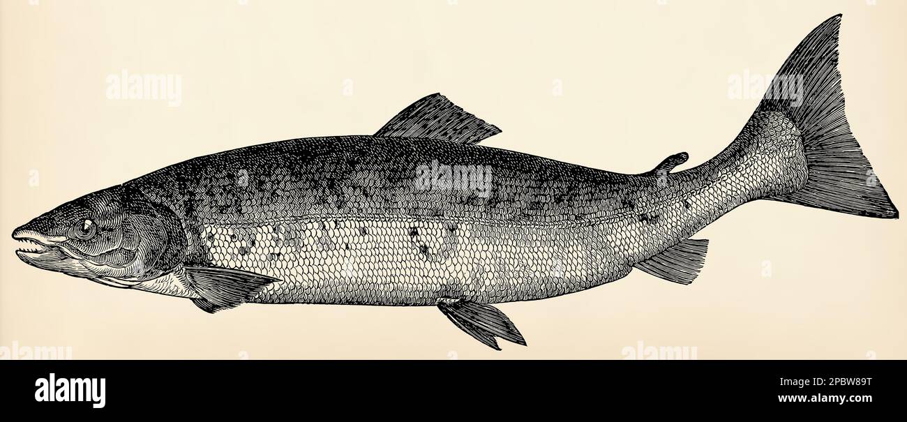 Il pesce - salmone Atlantico (Salmo salar). Antica illustrazione stilizzata. Foto Stock