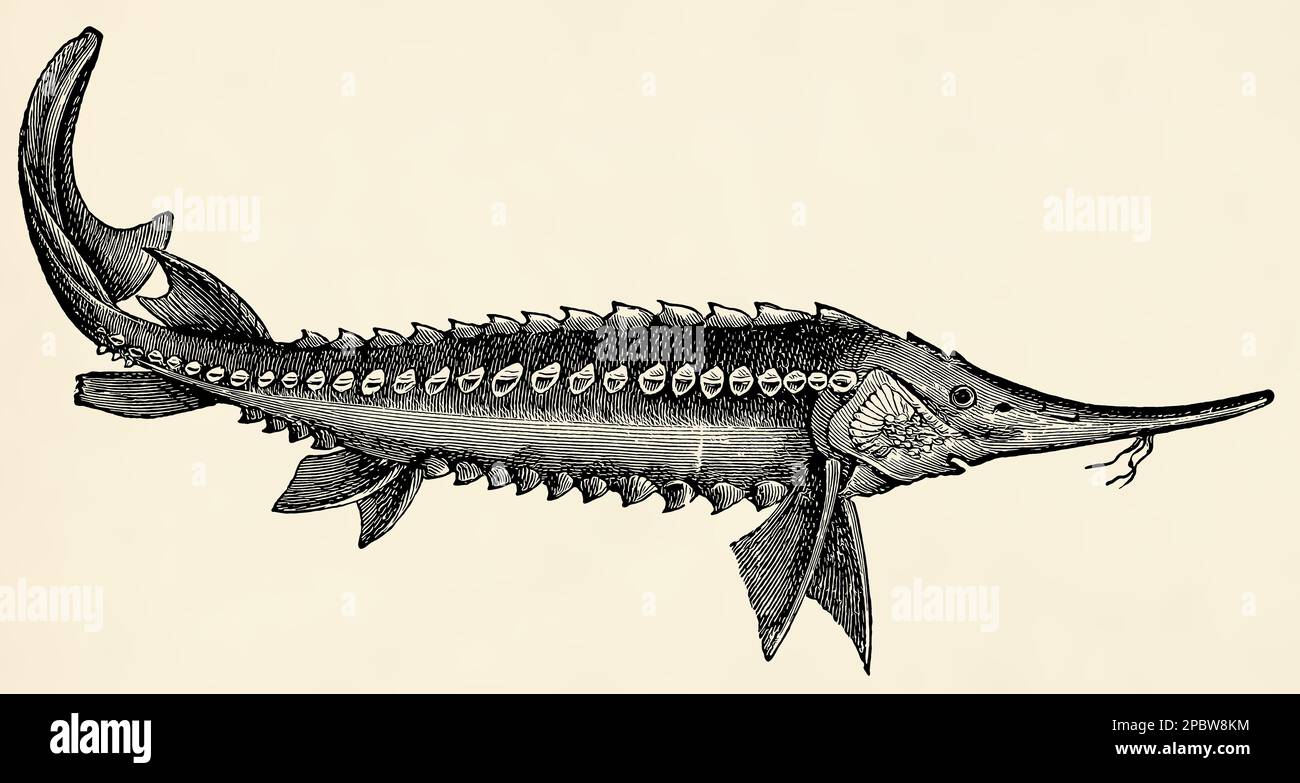 Il pesce - sterlet (Acipenser ruthenus). Antica illustrazione stilizzata. Foto Stock