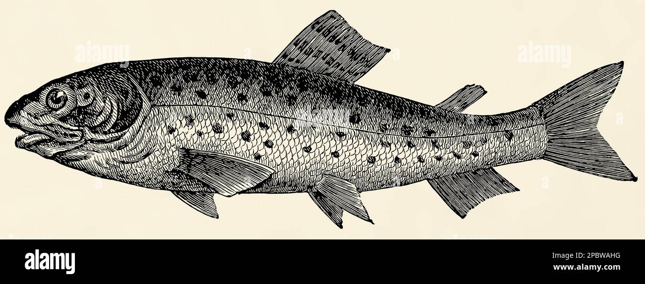 Il pesce d'acqua dolce - Salmo trutta fario. Antica illustrazione stilizzata. Foto Stock
