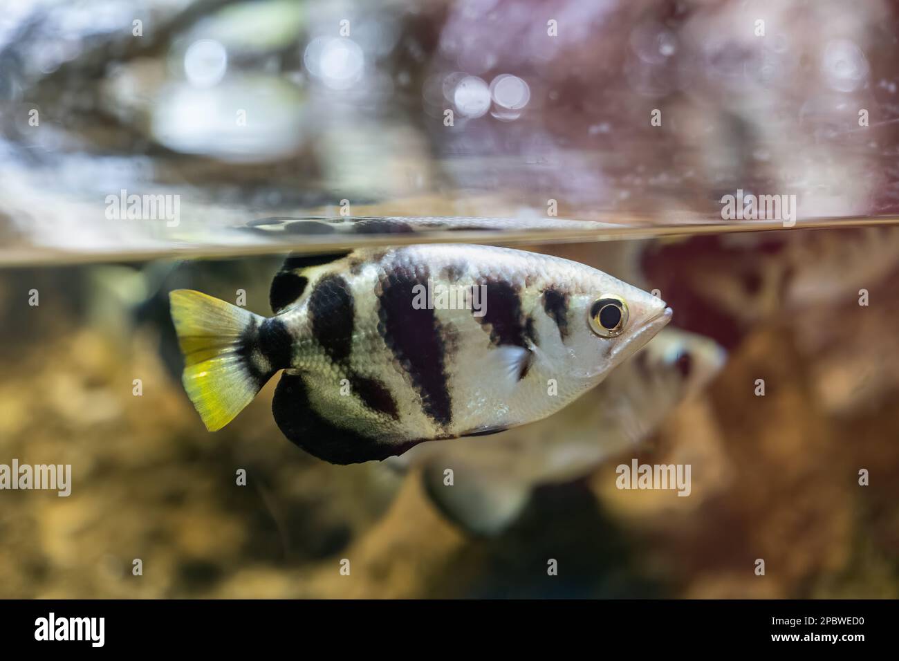 Il pesce arciforme bandito (Toxotes jaculatrix), pesce perciforme d'acqua salmastra nella famiglia Toxotidae. Foto Stock