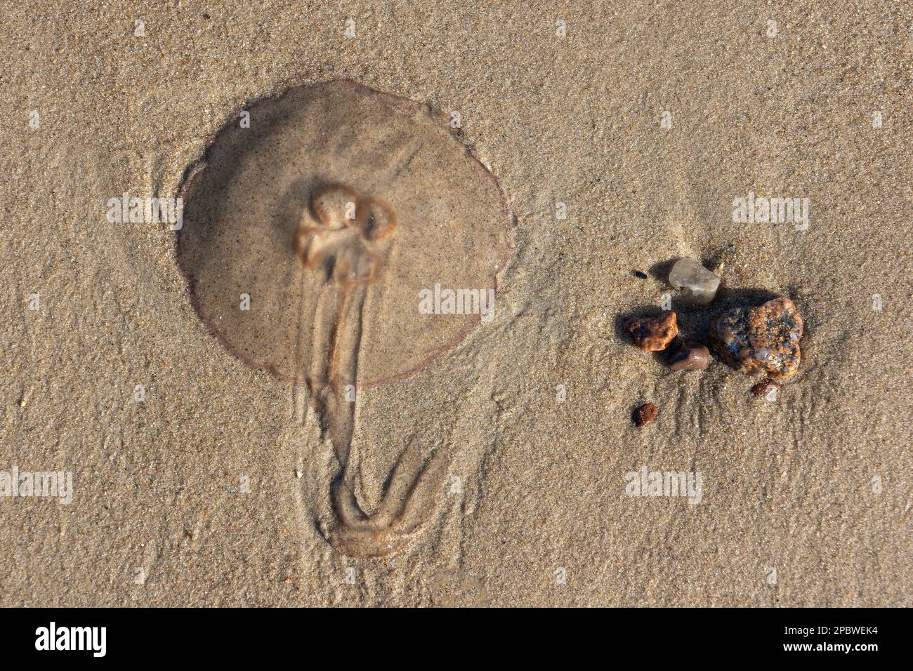 Medusa comune Aurelia aurita (medusa della luna, gelatina della luna o gelatina del piattino) su una spiaggia e manciata di pietre in sabbia bagnata, vista dall'alto. Foto Stock