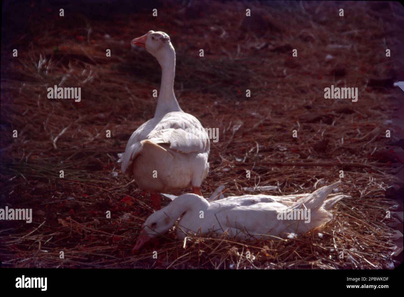 L'oca è un uccello della famiglia degli Anatidae. Questo gruppo comprende i generi Anser e Branta. Alcuni altri uccelli, per la maggior parte legati alle anatre, hanno 'oca' come parte dei loro nomi. Foto Stock