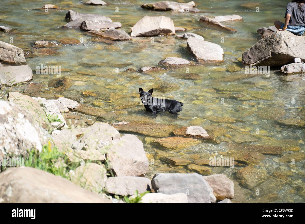 piccolo cane nero che prende un bagno in un fiume di montagna Foto Stock