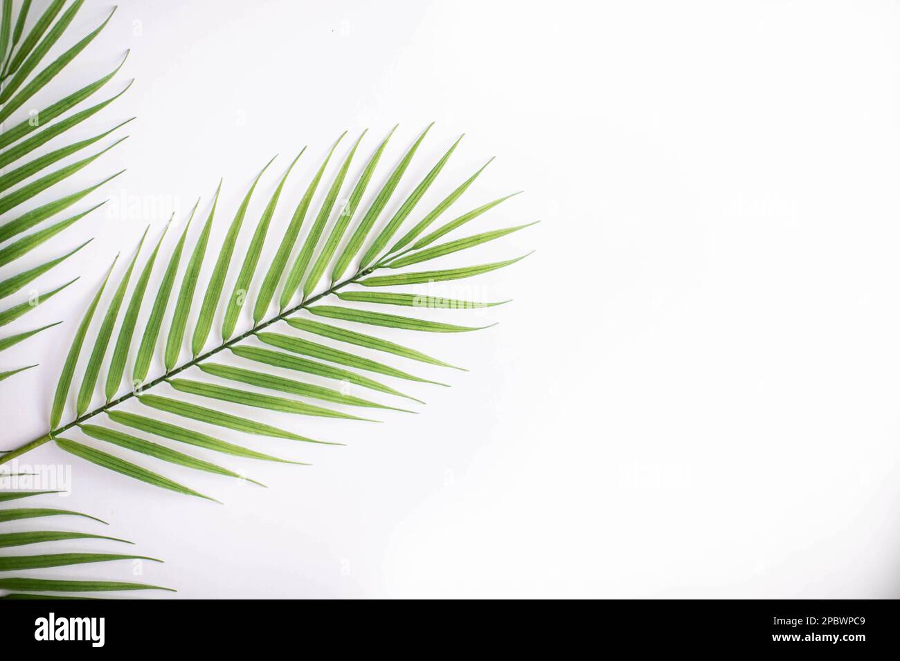 Foto chiara e pulita di giacenza piatta di foglie di palma Foto Stock