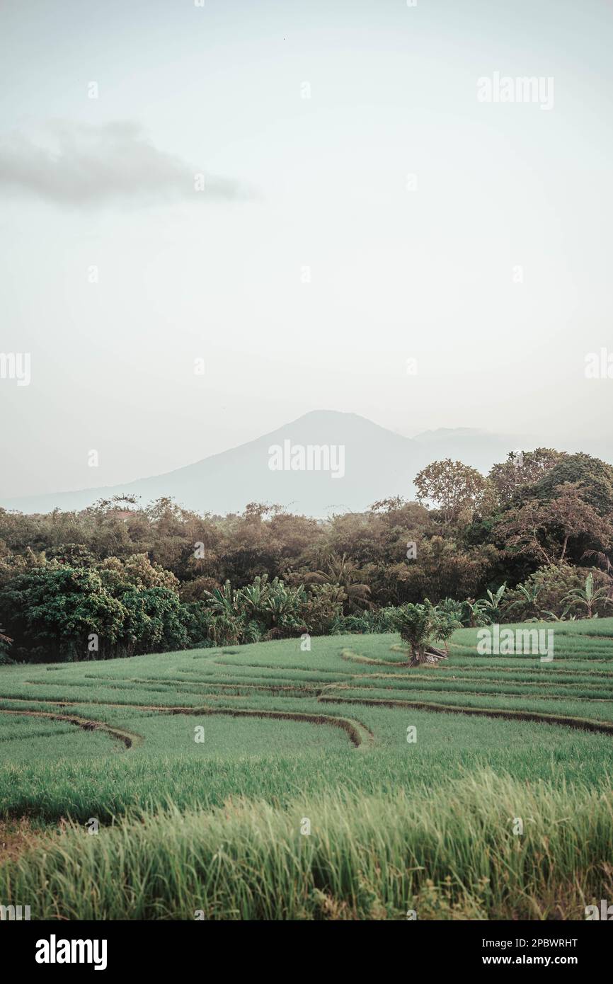 vulcano sullo sfondo su risaie Foto Stock