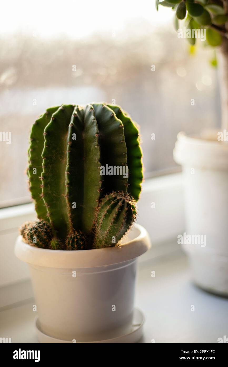 Primo piano di un grande cactus in una pentola bianca in piedi sulla finestra Foto Stock