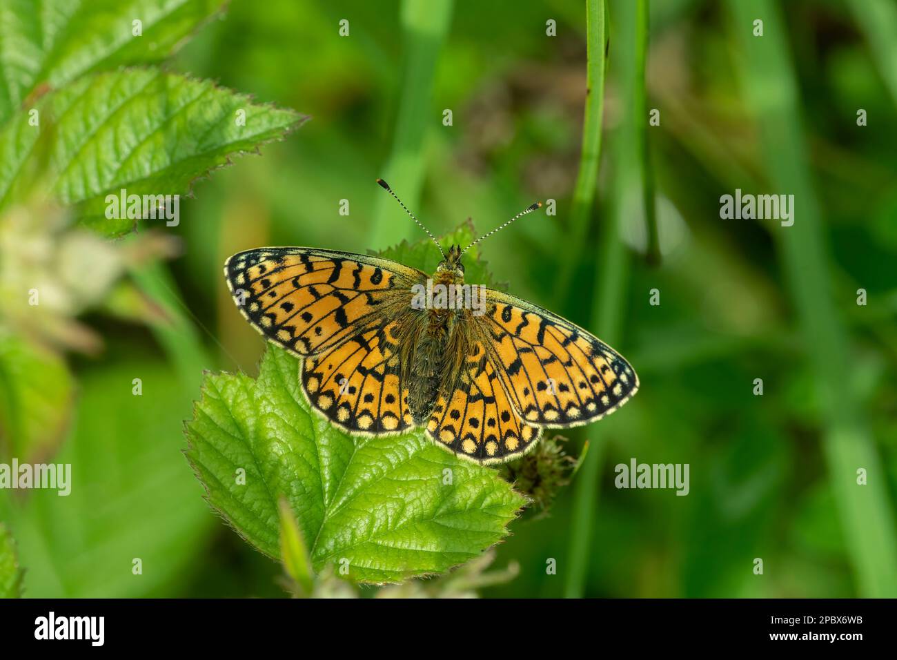 Piccolo Fritillario costeggiato da perla (Boloria selene), che riposa sulla vegetazione, Foresta di Mabie, Dumfries, Scozia SW Foto Stock