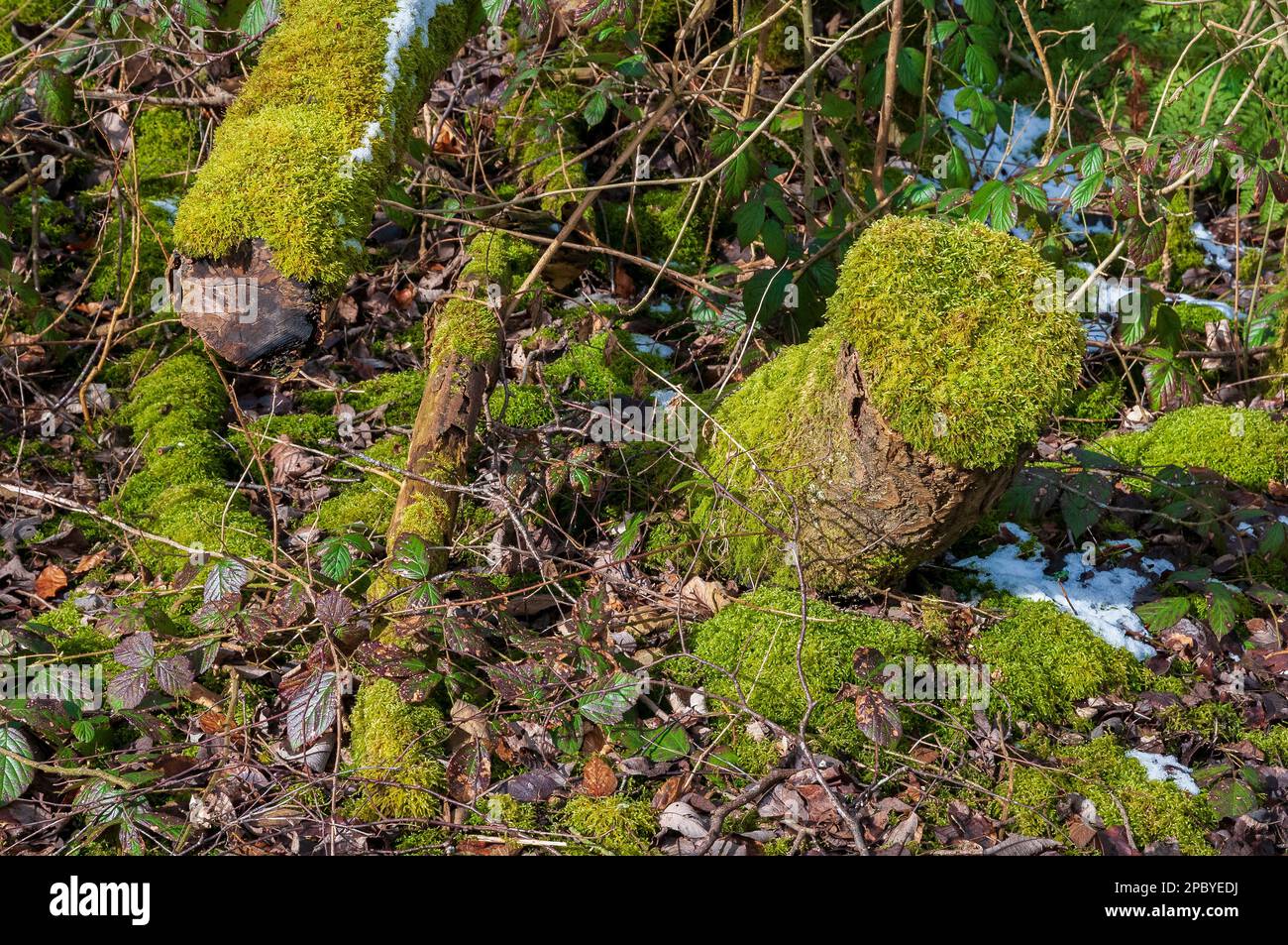 Muschio coperto di legno morto sul pavimento della foresta. Foto Stock