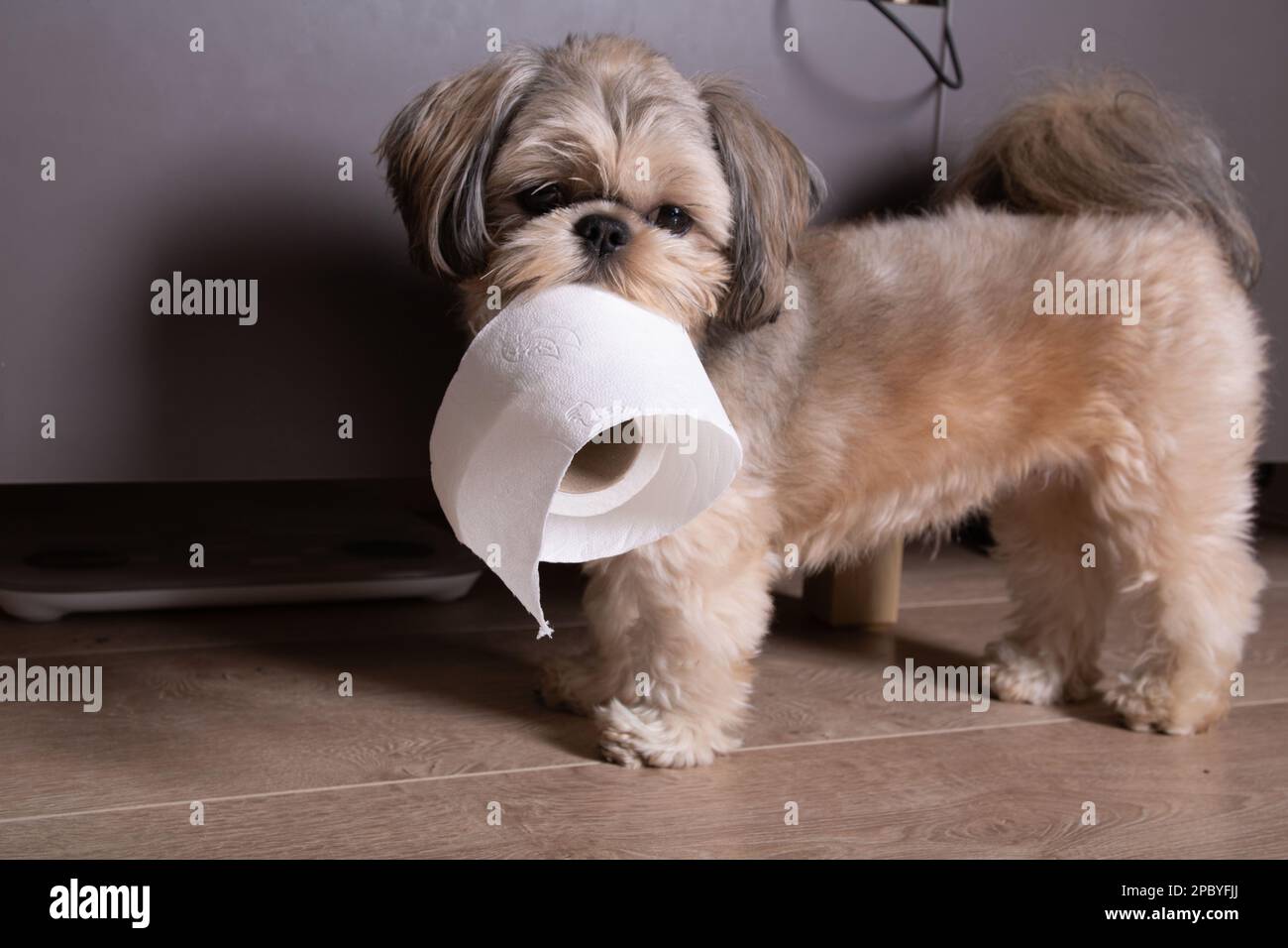 foto di un cane che tiene carta igienica nei denti di casa e guarda direttamente nella fotocamera Foto Stock