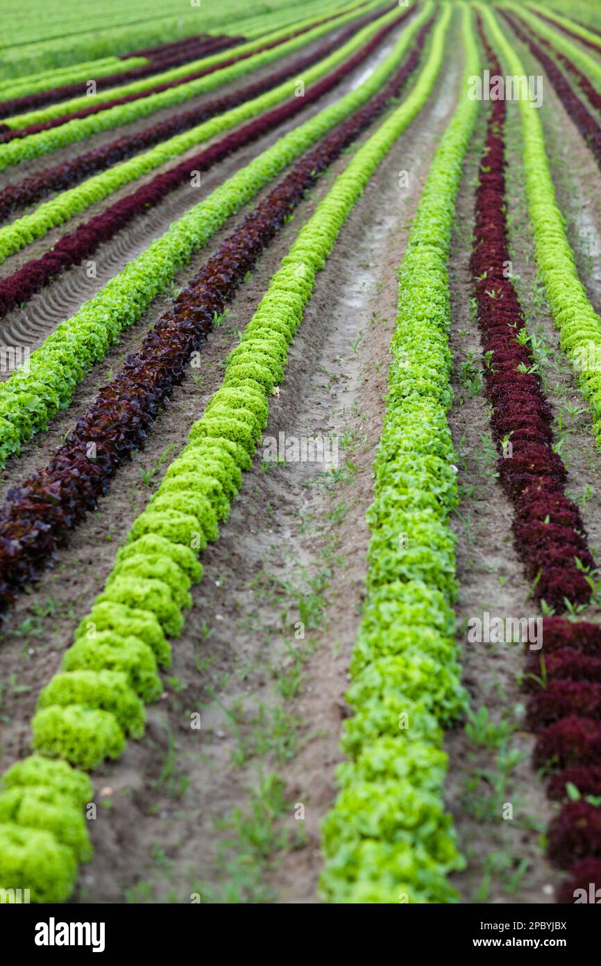 File di piante in azienda Foto Stock
