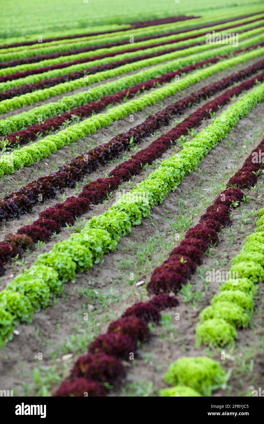 File di piante in azienda Foto Stock